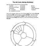 The Cell Cycle Coloring Worksheet PDF